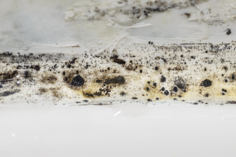 Restoration & Cleanup Services